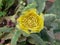 A closeup pic of a colorful yellow cactus plant flower