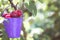 Closeup picked berry in purple bucket. Summertime green background. Summer or prosperity riches concept