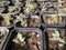 Closeup of a pickle plant or ice plant in a small plastic pots