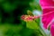 Closeup picture of a beautiful bright red China Rose  Hibiscus rosa sinensis Linn. Cooperi , Outdoor flower closeup shot with