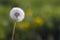 Closeup picture of beautiful overblown white puffy flower dandelion with tiny black seeds standing alone on high stem on blurred