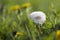 Closeup picture of beautiful overblown white puffy flower dandelion with tiny black seeds standing alone on high stem on blurred