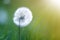 Closeup picture of beautiful overblown white puffy flower dandelion with tiny black seeds standing alone on high stem on blurred