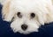 Closeup picture of a bichon cute eyes