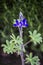 Closeup picture of a bluebonnet.