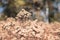 A closeup picture of a brown plant with a brown blurry background. fall, nature, scene, background, vintage, moody;