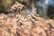 A closeup picture of a brown plant with a brown blurry background. fall, nature, scene, background, vintage, moody;