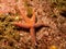 A closeup picture of a common starfish, common sea star or sugar starfish, Asterias Rubens. Picture from the Weather