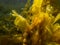Closeup picture of Fucus vesiculosus, known by the common names bladderwrack, black tang, rockweed, bladder fucus, sea