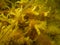 Closeup picture of Fucus vesiculosus, known by the common names bladderwrack, black tang, rockweed, bladder fucus, sea