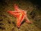 A closeup picture of a Horse star, Hippasteria phrygiana is a species of sea star, aka starfish, belonging to the family