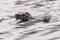 Closeup picture of hunting cayman in water, Everglades National