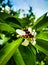 Closeup picture of insect sitting on flowers