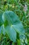 A closeup picture of the leaf of an arrowhead plant.