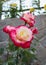 Closeup picture of a a lovely rose bush in a beautiful garden