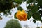 Closeup picture of a a lovely rose bush in a beautiful garden