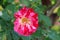 Closeup picture of a a lovely rose bush in a beautiful garden