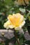 Closeup picture of a a lovely rose bush in a beautiful garden