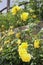 Closeup picture of a a lovely rose bush in a beautiful garden