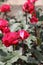 Closeup picture of a a lovely rose bush in a beautiful garden