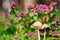 Closeup picture of mushrooms against purple flowers in the garden