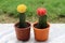 Closeup picture of a pair of moon cactus