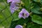 Closeup picture of a purple flower with a bumblebee. Green leaves. Green background. Garden Picture