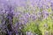 Closeup picture purple lavender field