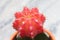 Closeup picture of a red moon cactus