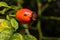 A closeup picture of red rose hip with a water droplet. Green leaves and dark background. Picture from Scania county