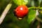 A closeup picture of red rose hip with a water droplet. Green leaves and dark background. Picture from Scania county