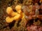 A closeup picture of sea squirts and dead man`s fingers coral. Picture from the Weather Islands, Skagerack Sea, Sweden