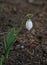 Closeup picture of a snowdrop outdoor