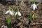 Closeup picture of a snowdrop outdoor