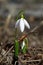 Closeup picture of a snowdrop outdoor