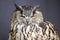 Closeup picture of stare-looking eagle owl