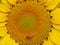 Closeup Picture of Sunflower