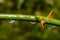 A closeup picture of a thorny rose branch with water droplets. Green blurry background. Picture from Scania county