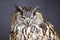 Closeup picture of winking eagle owl