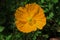 Closeup Picture of a Yellow Poppy Flower