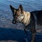 A closeup picture of a young happy German Shepherd in water. Sable coloured working line breed