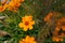 Closeup pictures of yellow - orange flowers with a green grass background