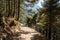 Closeup of a picturesque dirt road through lush, verdant forest on a sunny day