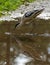 Closeup of Pied Avocet bird drinking water on the pond