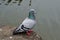 Closeup pigeon