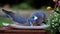 Closeup Pigeon feeding with bird seed