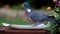 Closeup Pigeon on garden table