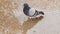 Closeup of pigeon indecisive over pool