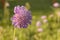 Closeup of Pigeon scabious, blooming Scabiosa columbaria