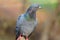 a closeup pigeon sitting on the rock